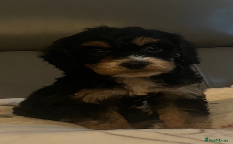 Cockapoo dogs - Advert 1