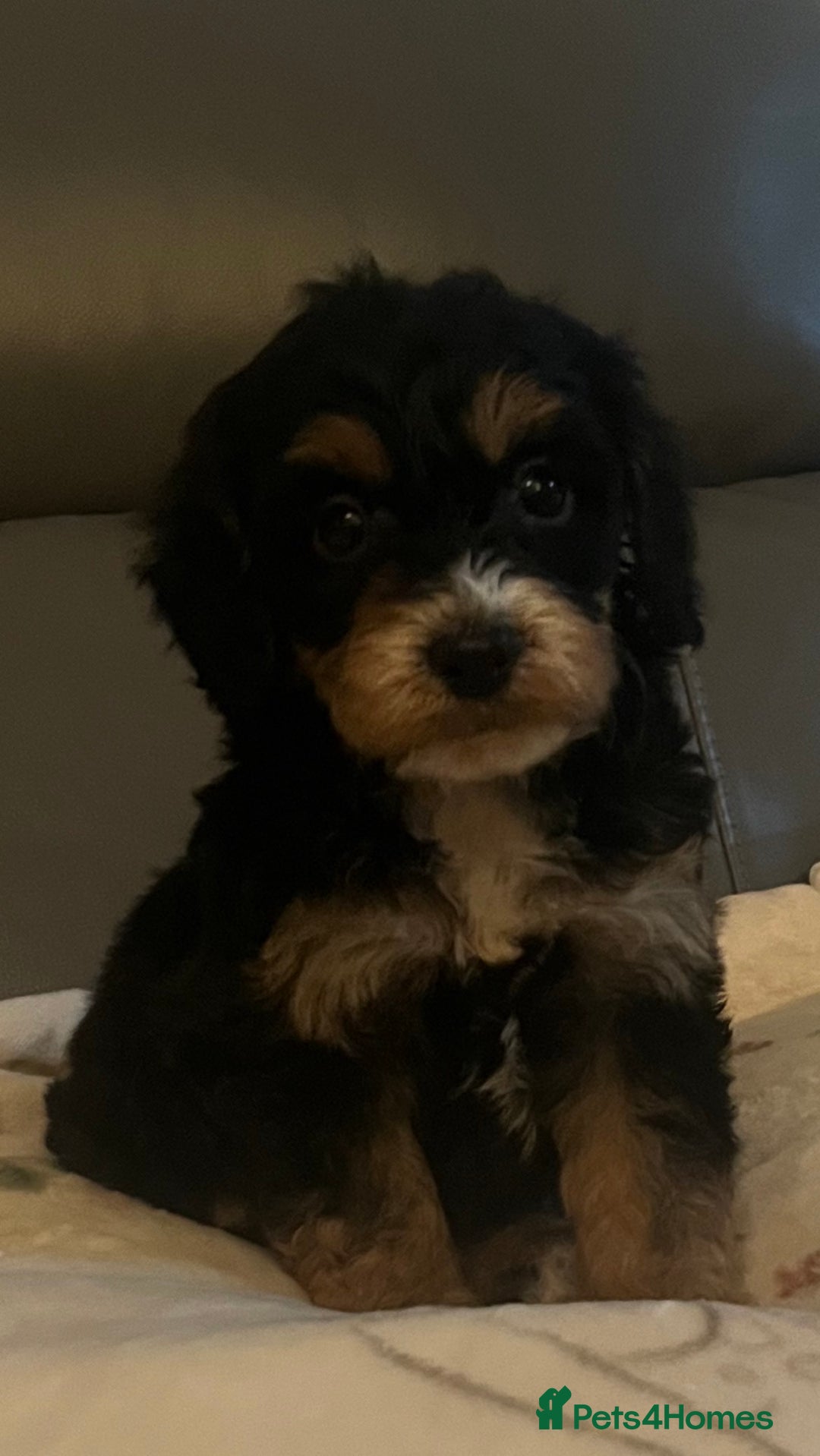 Cockapoo dogs for sale: 5 beautiful F1 cockerpoos  - Image 1