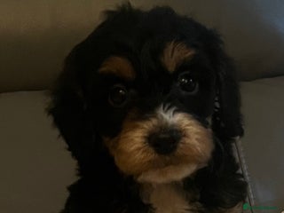 Cockapoo dogs for sale - Advert 1