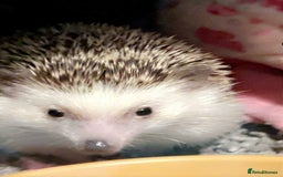Pygmy Hedgehog rodents for sale: Russell  - Image 2