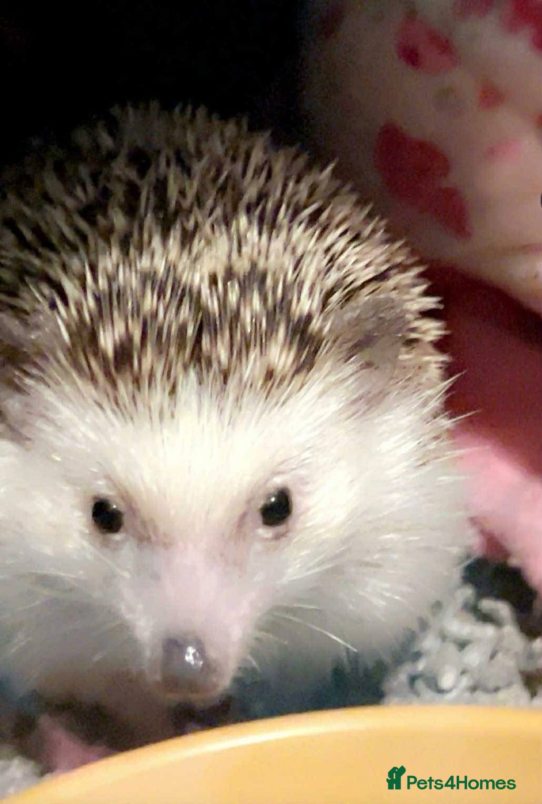 Pygmy Hedgehog rodents for sale: Russell  - Image 2