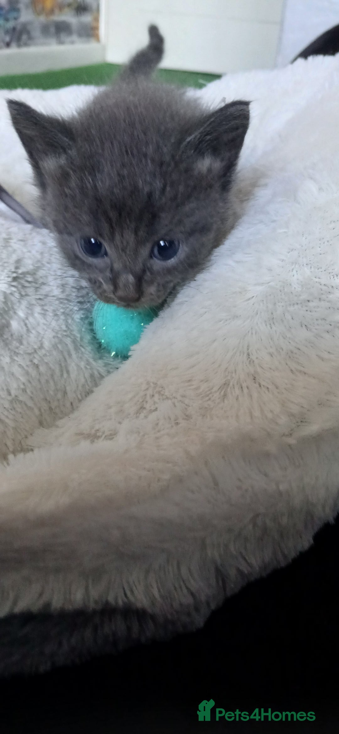 British Shorthair cats for sale: 3 beautiful kittens - Image 22