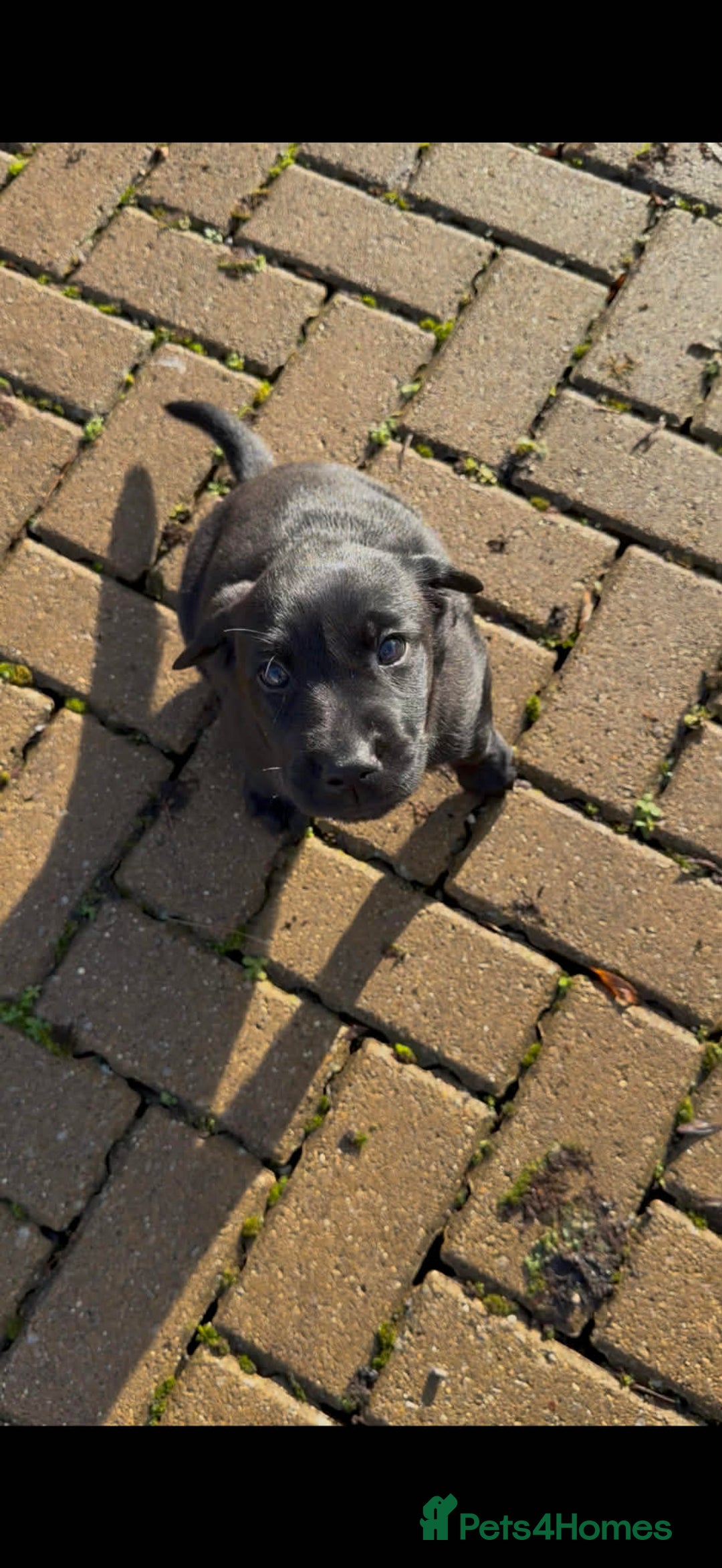 Labrador Retriever dogs for sale: Jock the black Lab - Advert 7