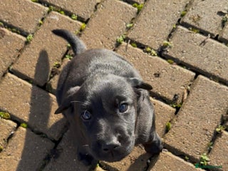 Labrador Retriever dogs Jock the black Lab - Advert 3