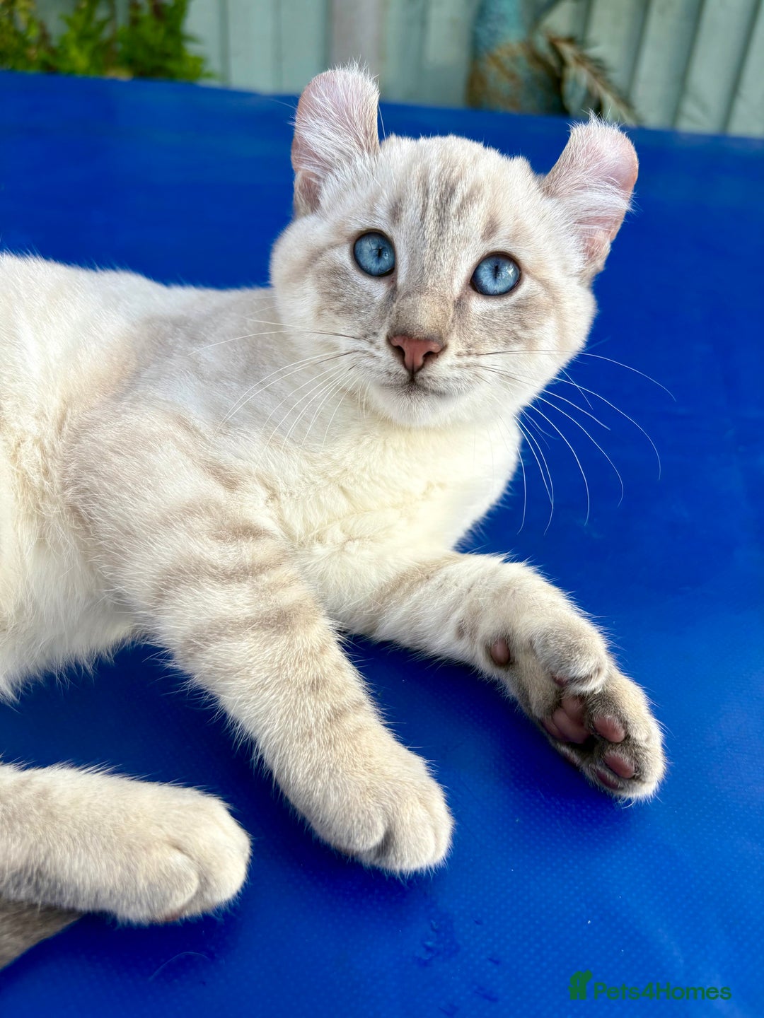 Bengal cats for sale: Gob smacking rare kittens  - Image 9