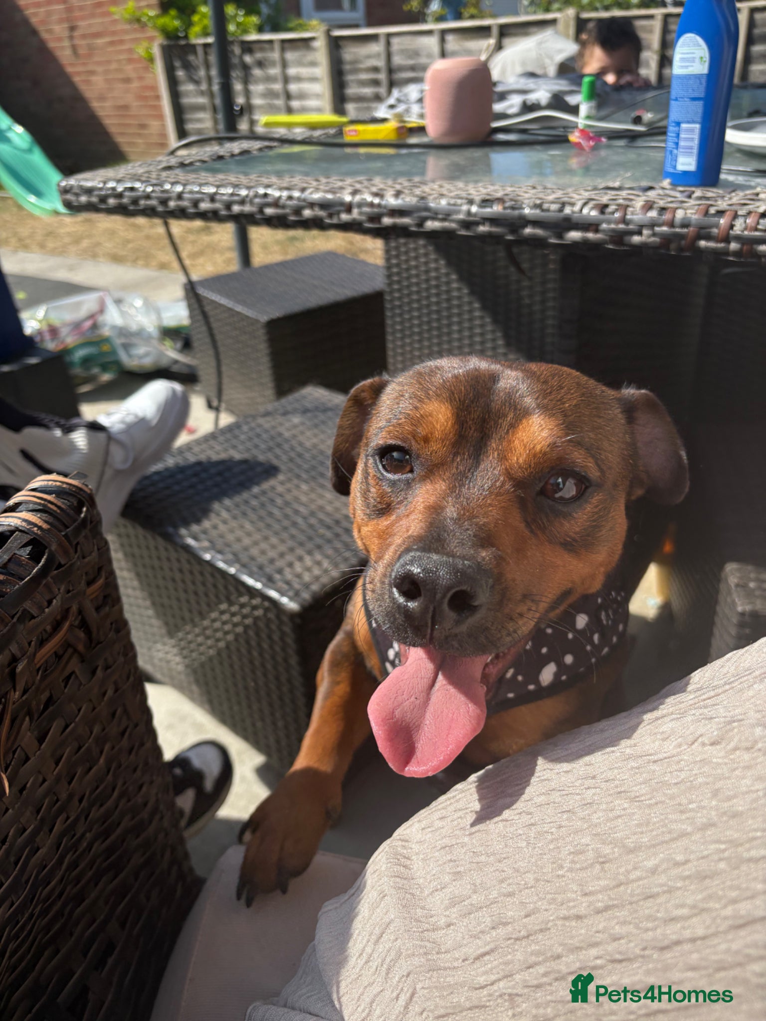 Chiweenie dogs Frankie  - Advert 1