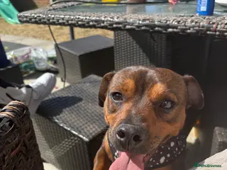 Chiweenie dogs Frankie - Advert 2