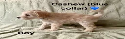 Schnoodle dogs for sale: Beautiful F1 Schnoodle Puppies - Advert 8