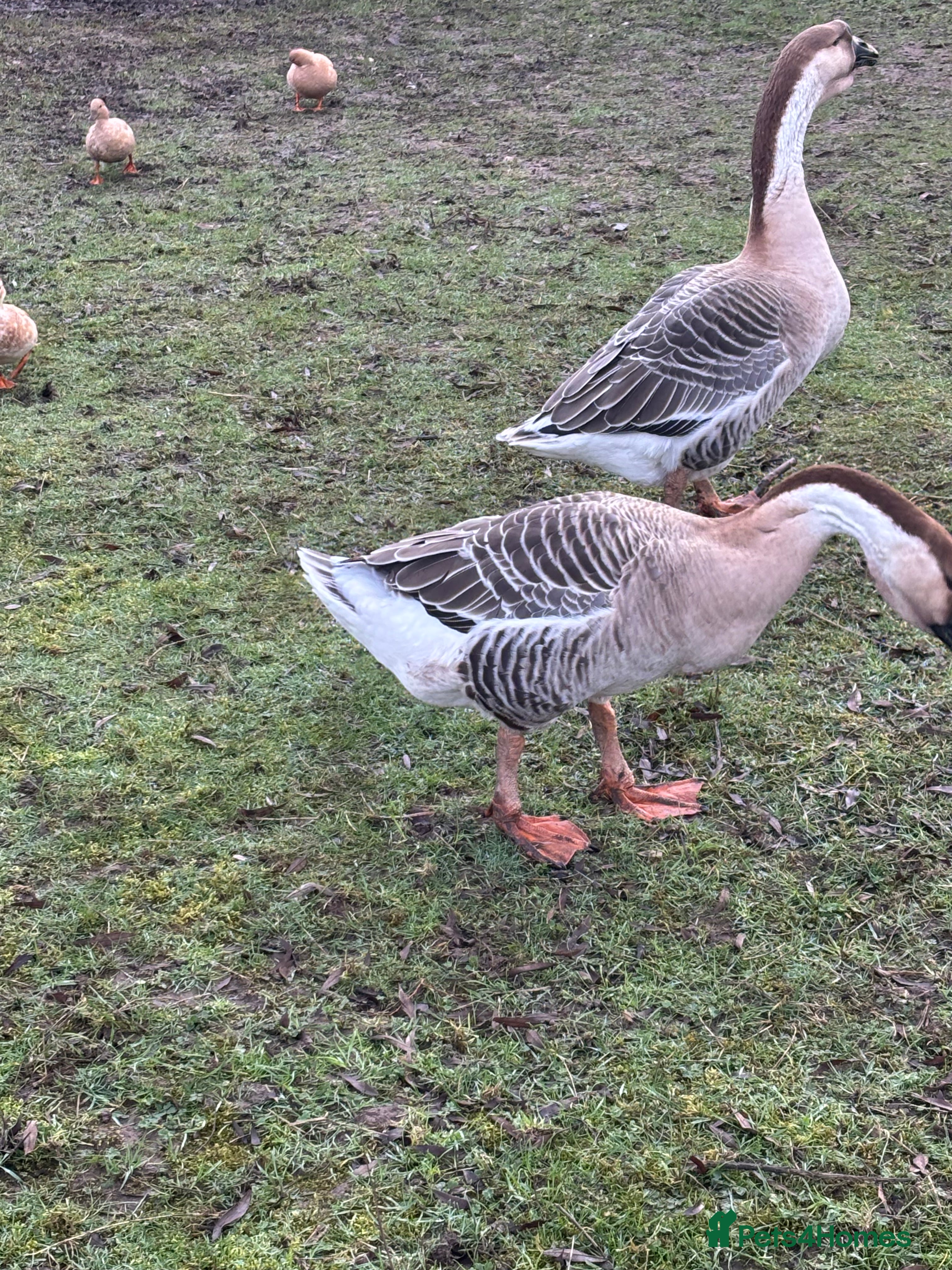 Geese poultry Pair of African geese  - Advert 16