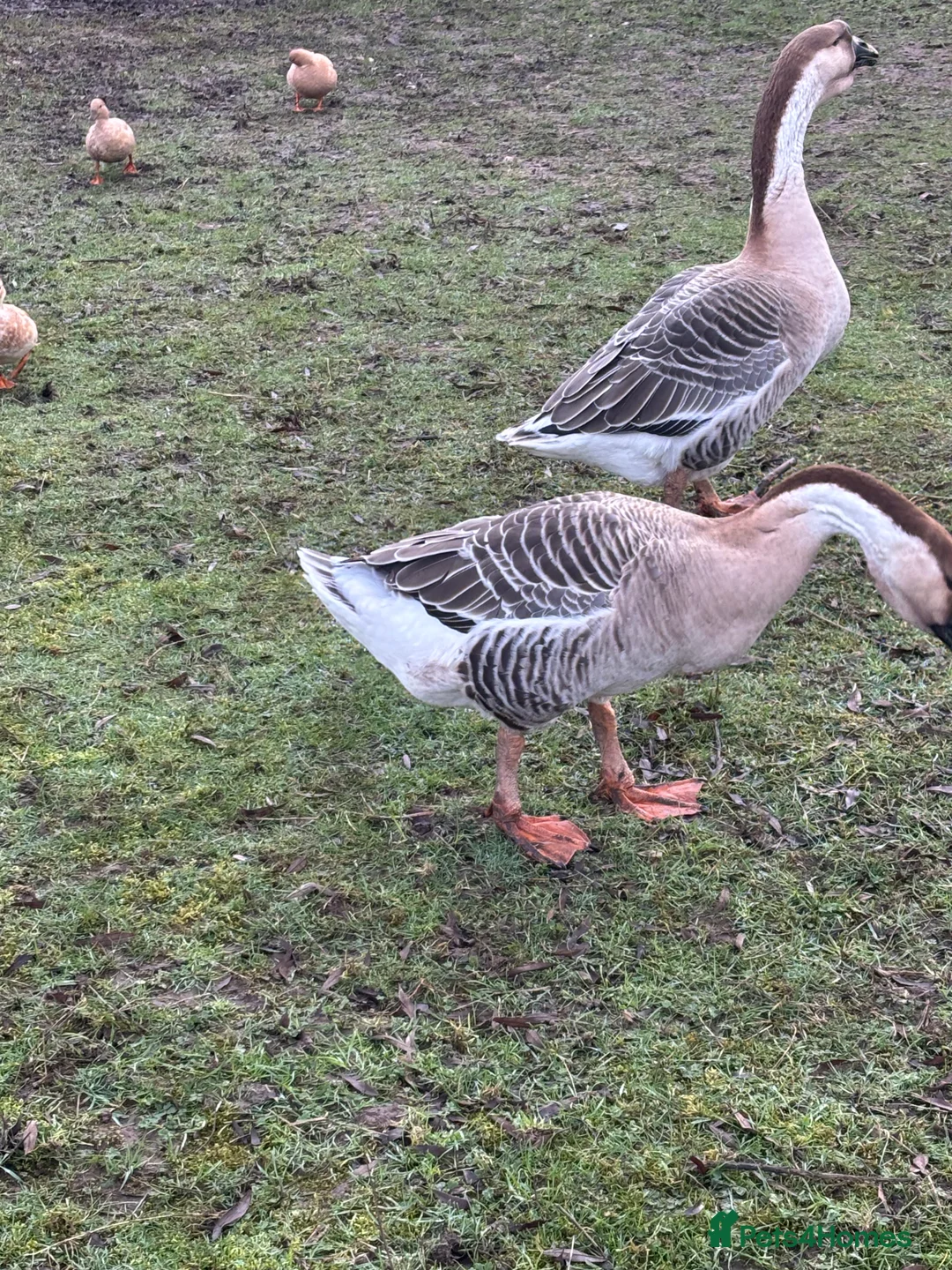 Geese poultry for sale: Pair of African geese  - Advert 1