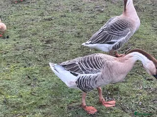 Geese poultry Pair of African geese - Advert 16