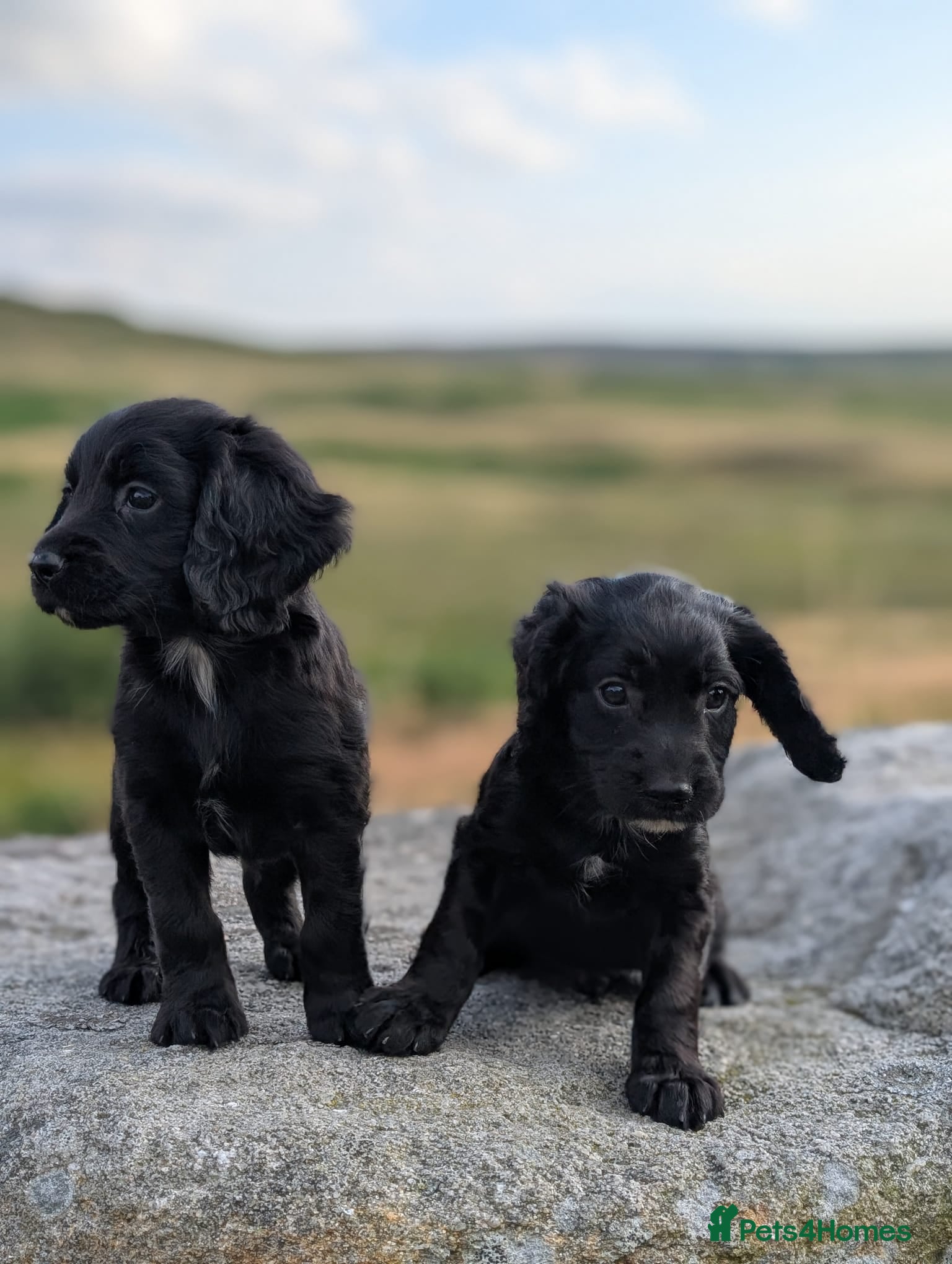 Cocker Spaniel dogs KC Registered Working Cocker Spaniel Puppies - Advert 1
