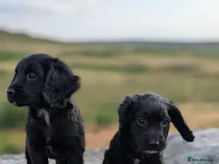 Cocker Spaniel dogs KC Registered Working Cocker Spaniel Puppies - Advert 5