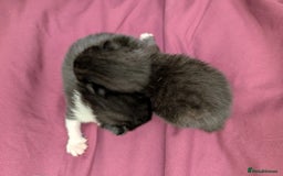 Mixed Breed cats for sale: Black and White Tuxedo kittens - Image 4
