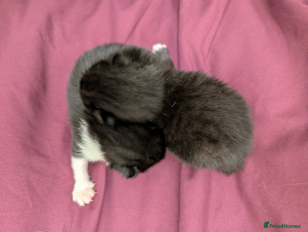 Mixed Breed cats for sale: Black and White Tuxedo kittens - Image 4