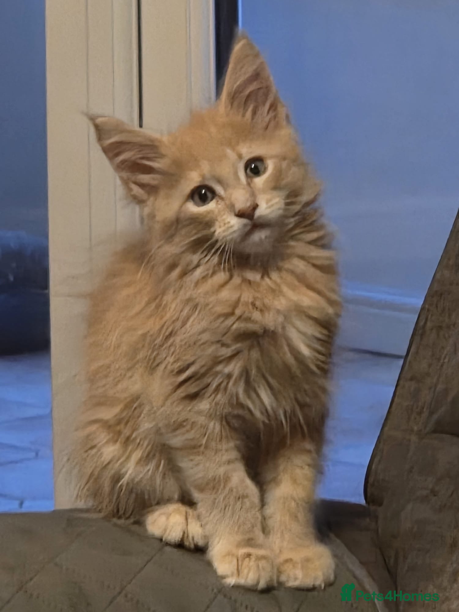 Maine Coon cats GCCF Maine Coon red/silver  pure bred Maine coons  - Advert 1