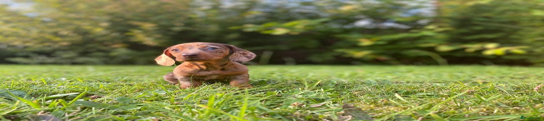 Miniature Dachshund Puppy 1