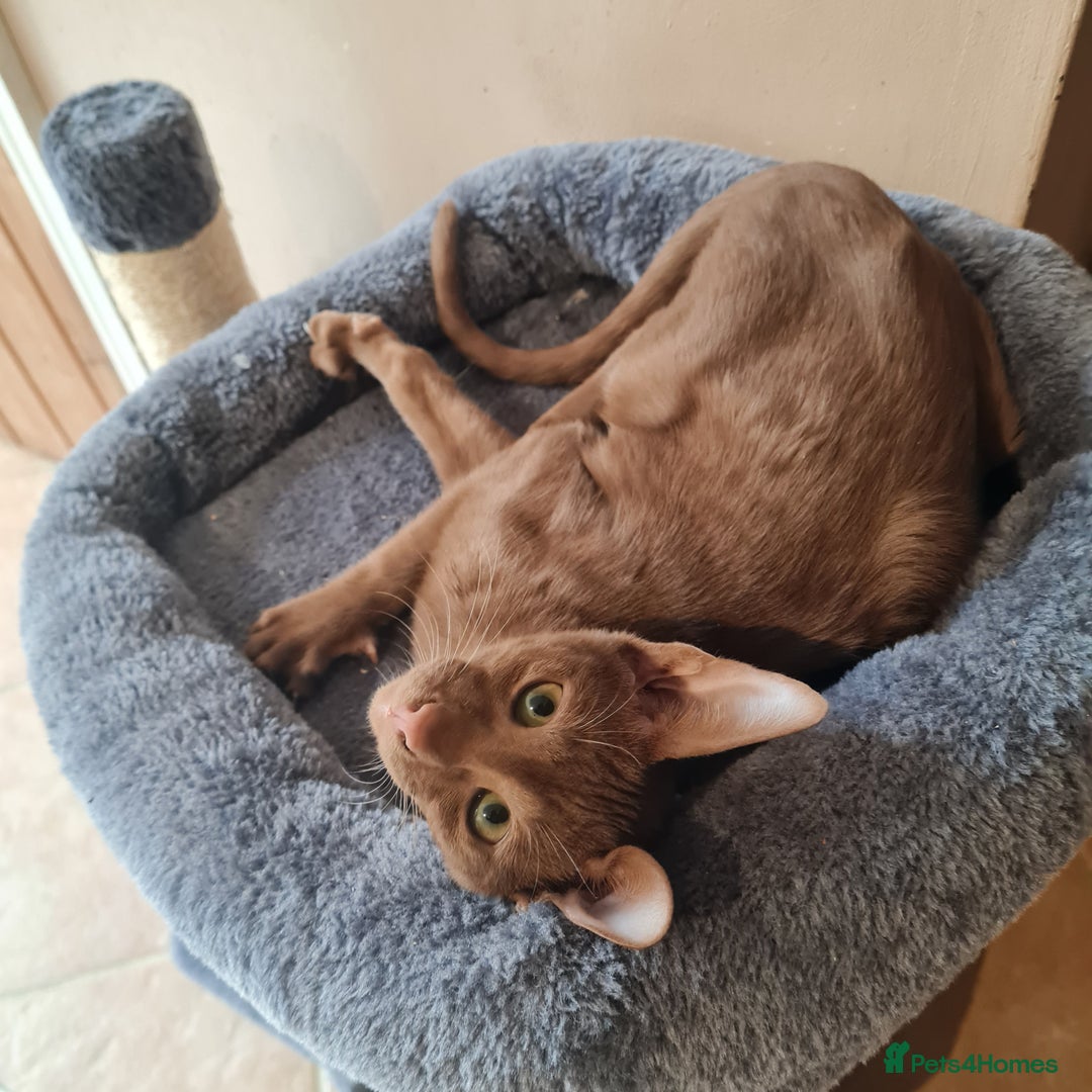 Suffolk cats for sale: Wonderful 5th generation home reared Suffolks - Advert 3