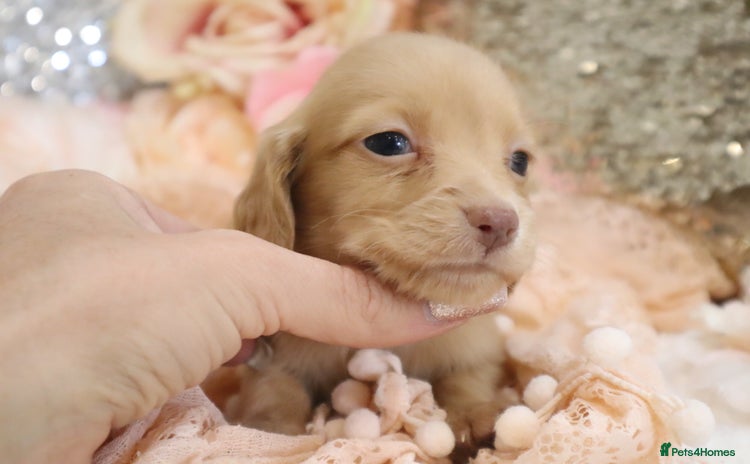 Miniature Dachshund dogs - Advert 11