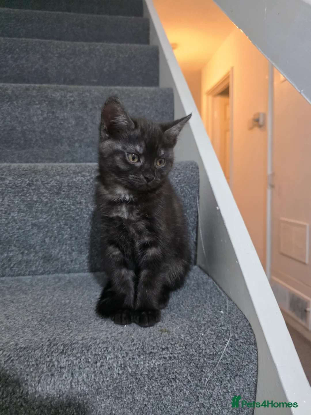 Mixed Breed cats for sale: Bonded sisters looking for forever home - Advert 8