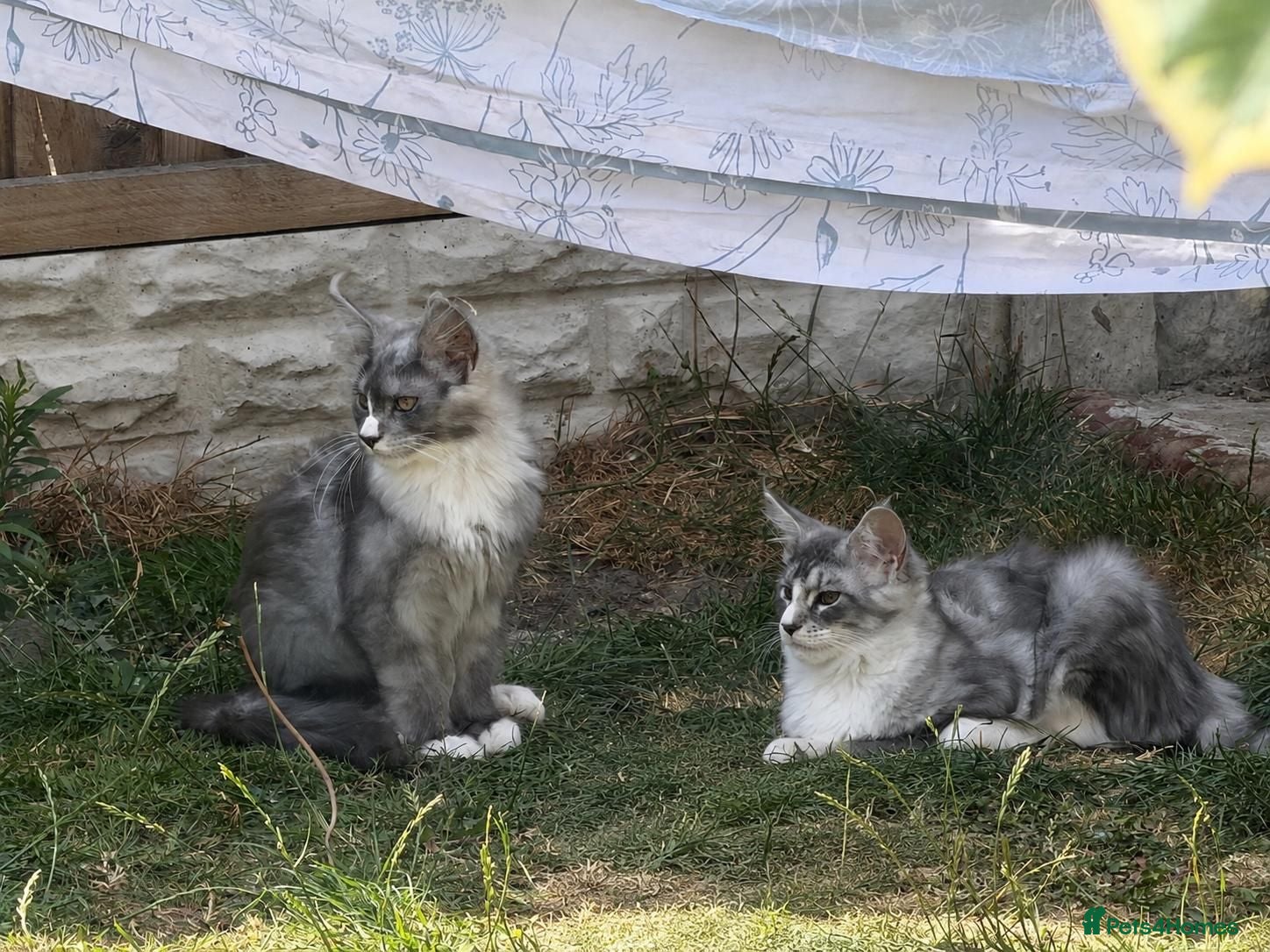 Maine Coon cats for sale: Fluffy, friendly pedigree maine coon kittens  - Advert 2