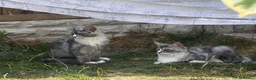 Maine Coon cats for sale: Fluffy, friendly pedigree maine coon kittens  - Advert 1