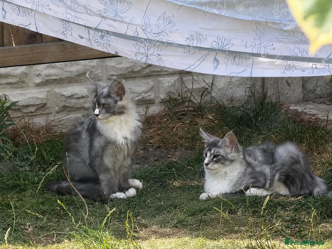 Maine Coon cats for sale: Fluffy, friendly pedigree maine coon kittens  - Advert 1