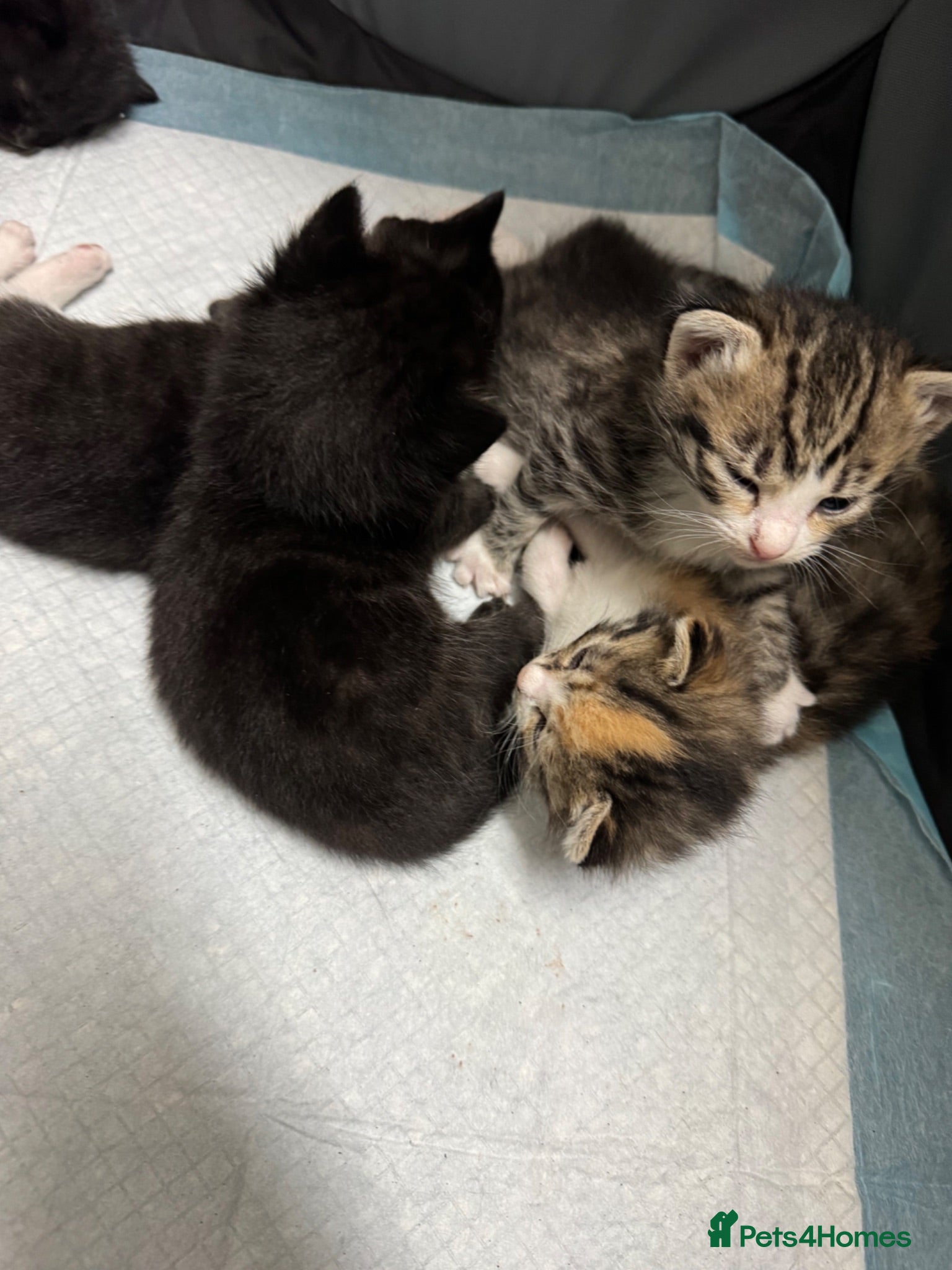 Mixed Breed cats Cute kittens - Advert 6