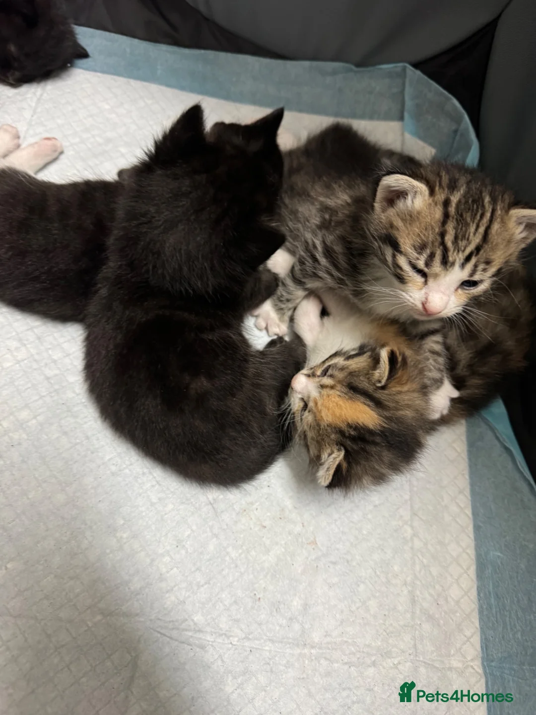 Mixed Breed cats for sale: Cute kittens - Advert 1