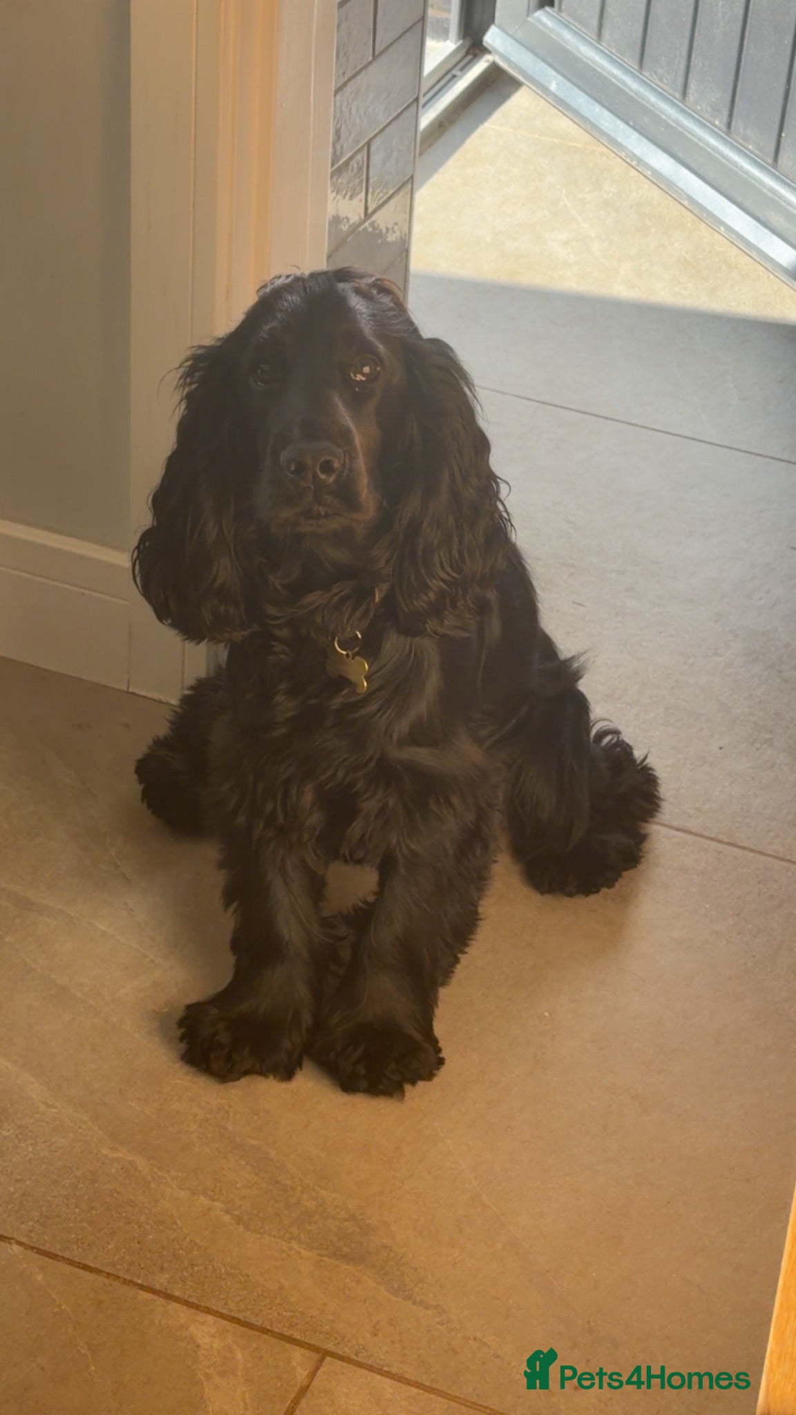 Cocker Spaniel dogs Cocker spaniel Stud  - Advert 1