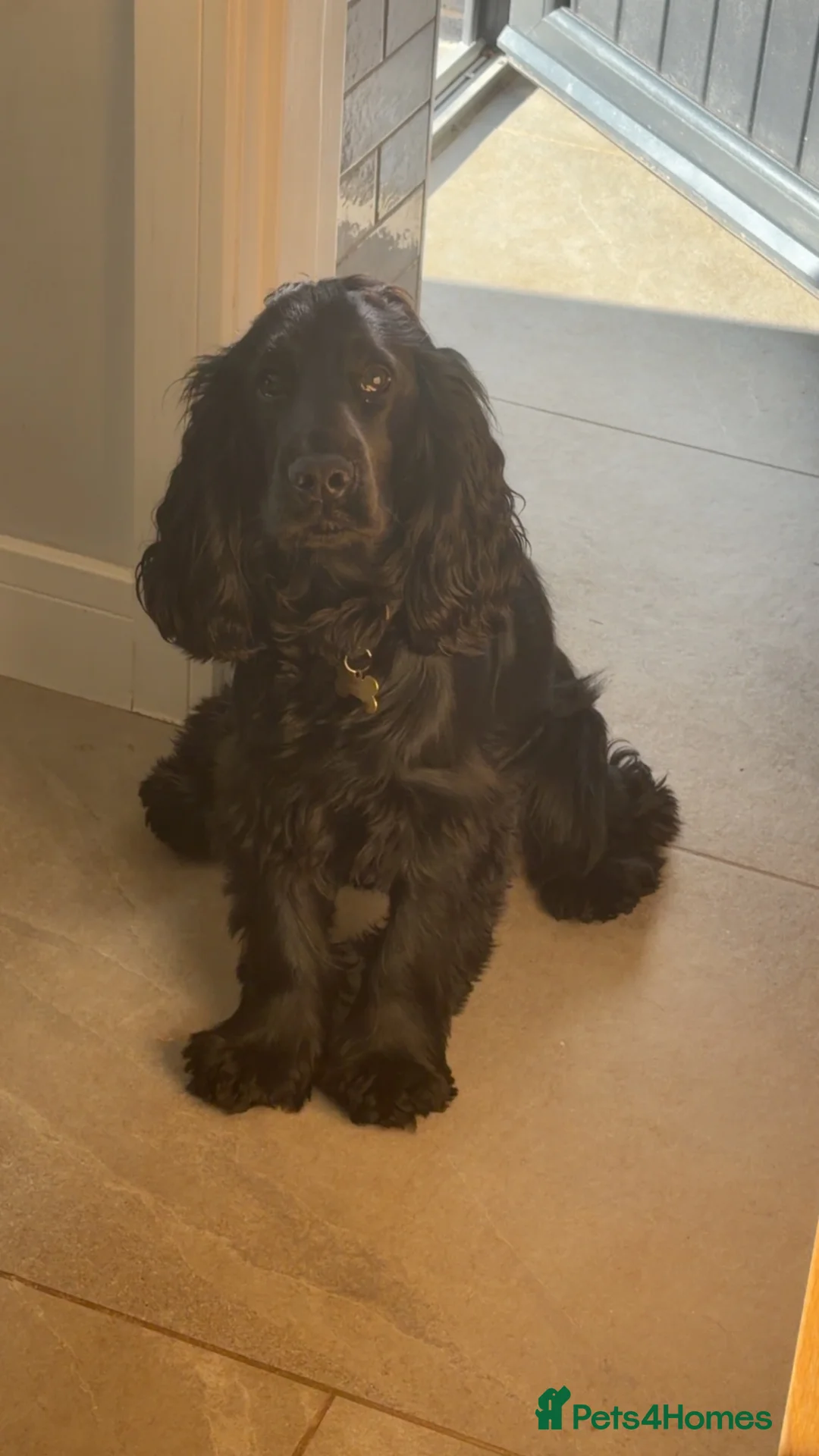 Cocker Spaniel dogs for stud: Cocker spaniel Stud  - Advert 1