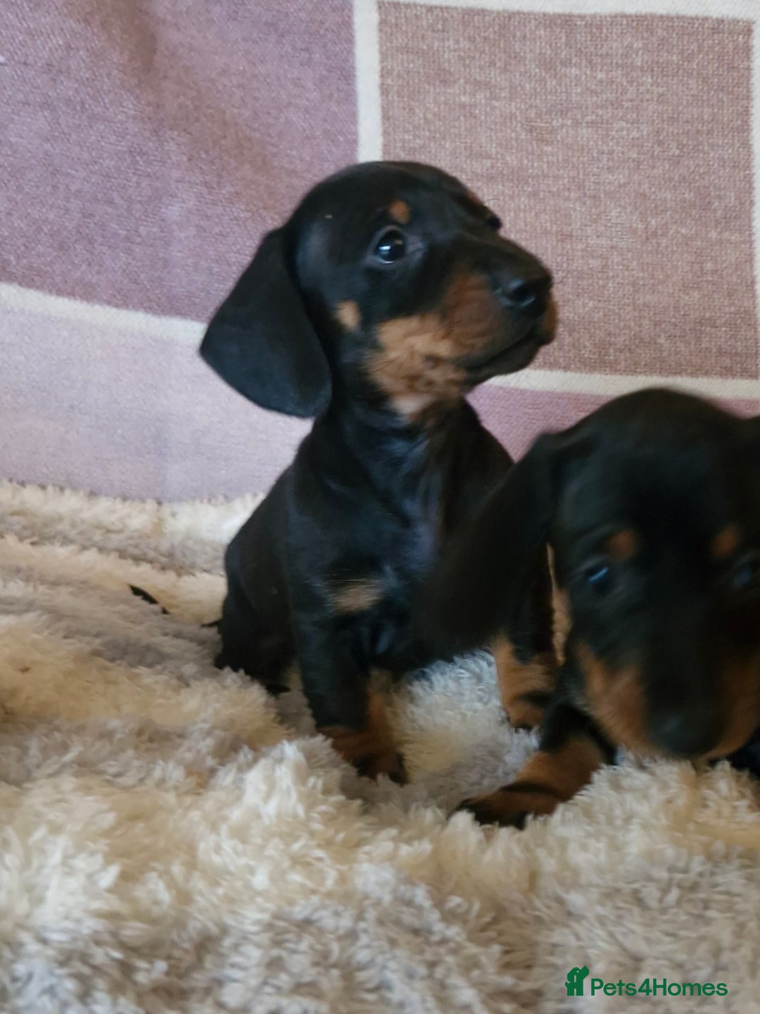 Dachshund dogs for sale: Gorgeous KC standard dachsund pups - Advert 12