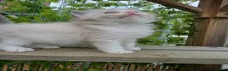 Ragdoll cats for sale: 4 European babies. Champion lines. Tica registered - Advert 9