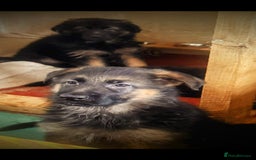 German Shepherd dogs for sale: German Shepherd Puppies Ready from 15th November - Image 9