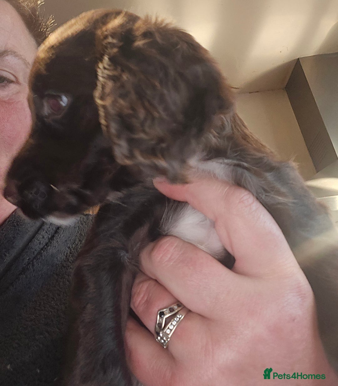 Cocker Spaniel dogs for sale: KC REGISTERED COCKER SPANIEL WORKING LINE PUPS  - Image 20