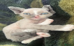 Devon Rex cats for sale: Cross Devon Rex. - Image 2