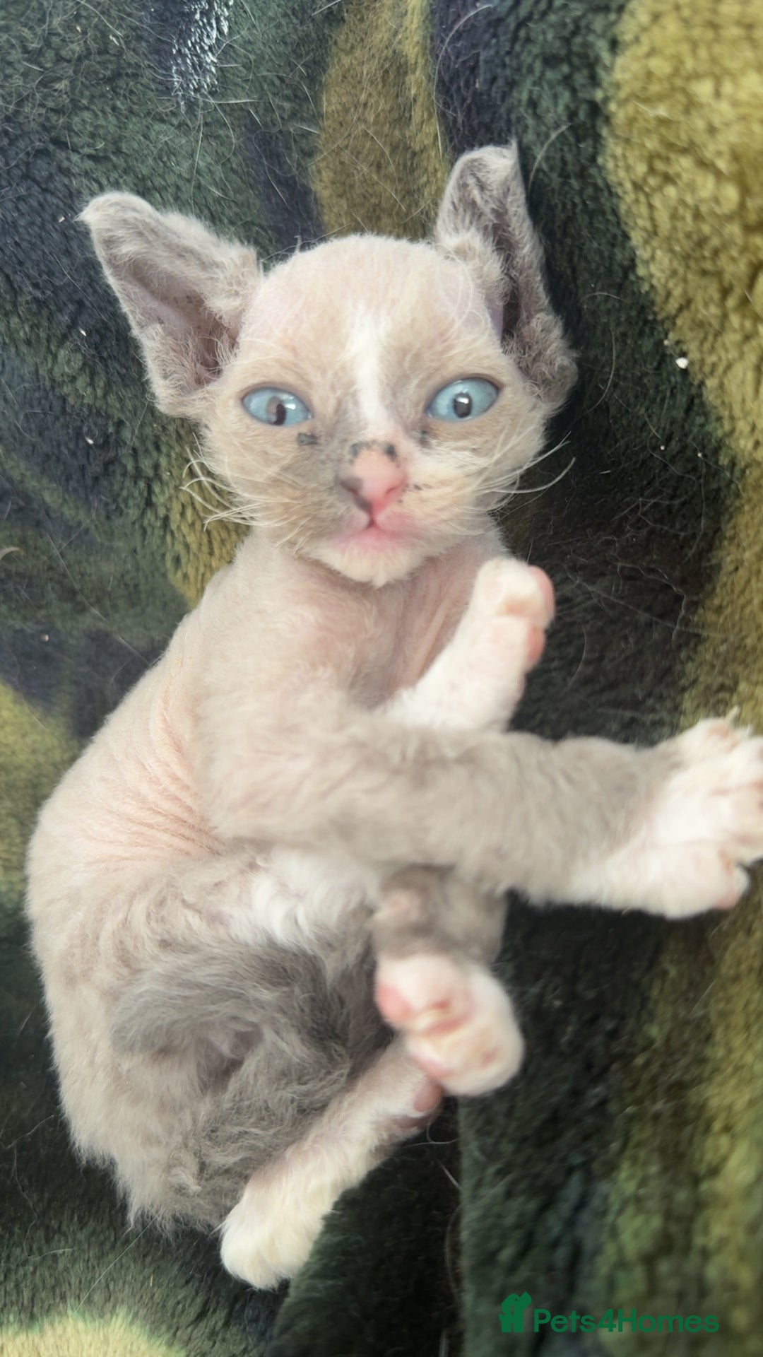 Devon Rex cats for sale: Cross Devon Rex. - Image 2