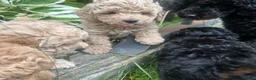 Poodle dogs for sale: Classic Poodle Puppies–Timeless Beauty in Stoke-on-Trent - Advert 5
