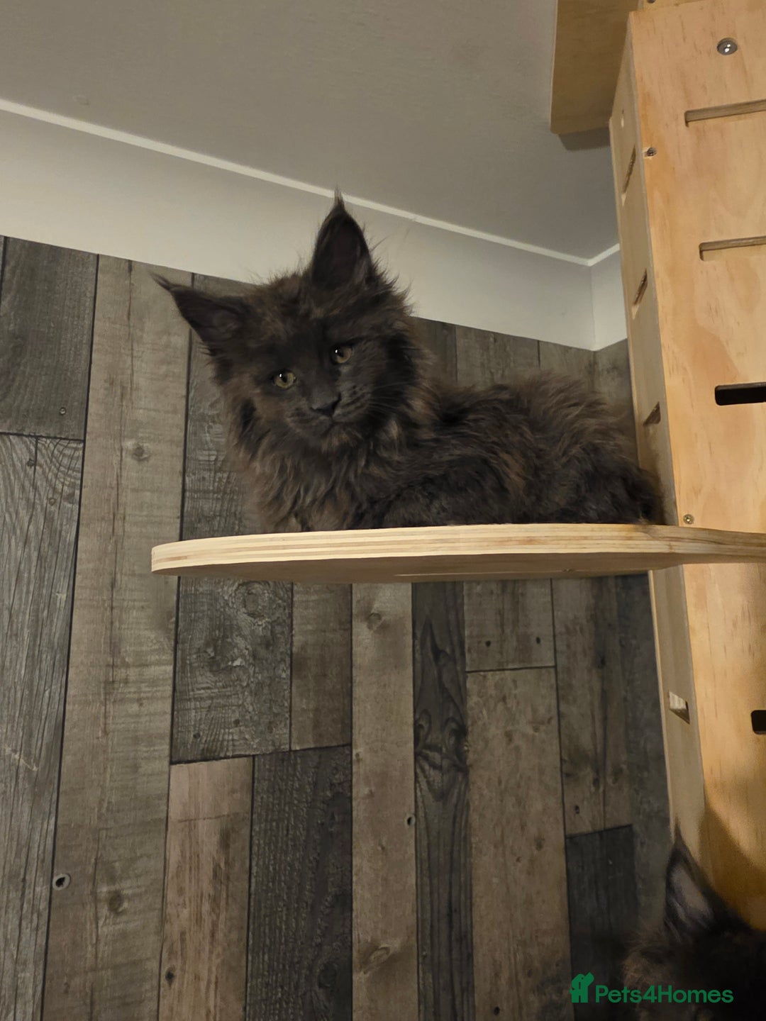 Maine Coon cats for sale: Maine Coon kittens avaliable - Image 12