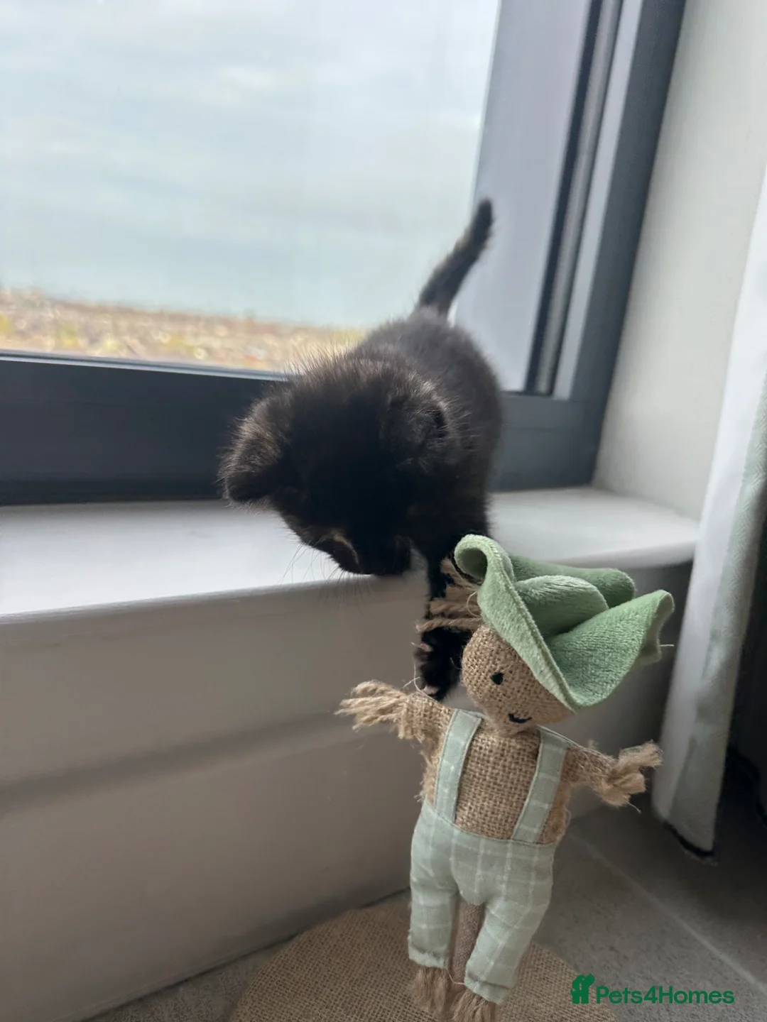 British Shorthair cats for sale: Tiny kitten for sale - Advert 7