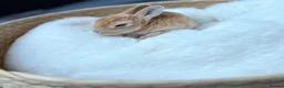 Mixed Breed rabbits for sale: Hand reared baby bunnies - Advert 5