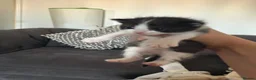 Mixed Breed cats for sale: Kittens for sale  - Advert 9