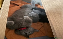 Russian Blue cats for sale: Beautiful Russian blue cross kittens - Image 5
