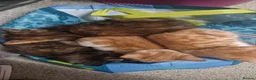 Mixed Breed cats for sale: Beautiful mixed breed  - Advert 1