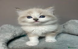 Ragdoll cats for sale: Registered Ragdolls kittens for sale - Image 34