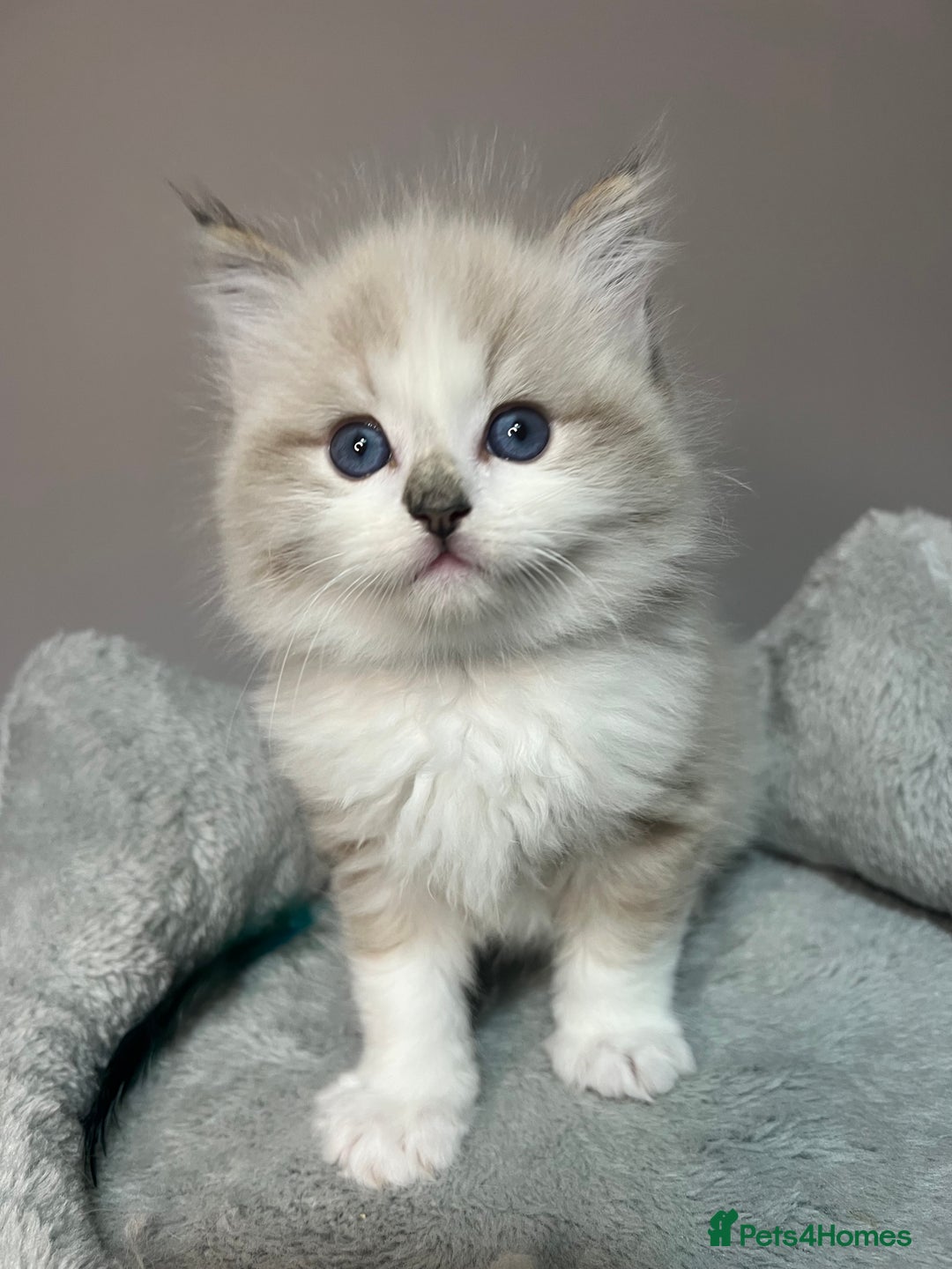 Ragdoll cats for sale: Registered Ragdolls kittens for sale - Image 34