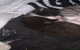 Mixed Breed cats for sale: Mixed breed kittens  - Image 8