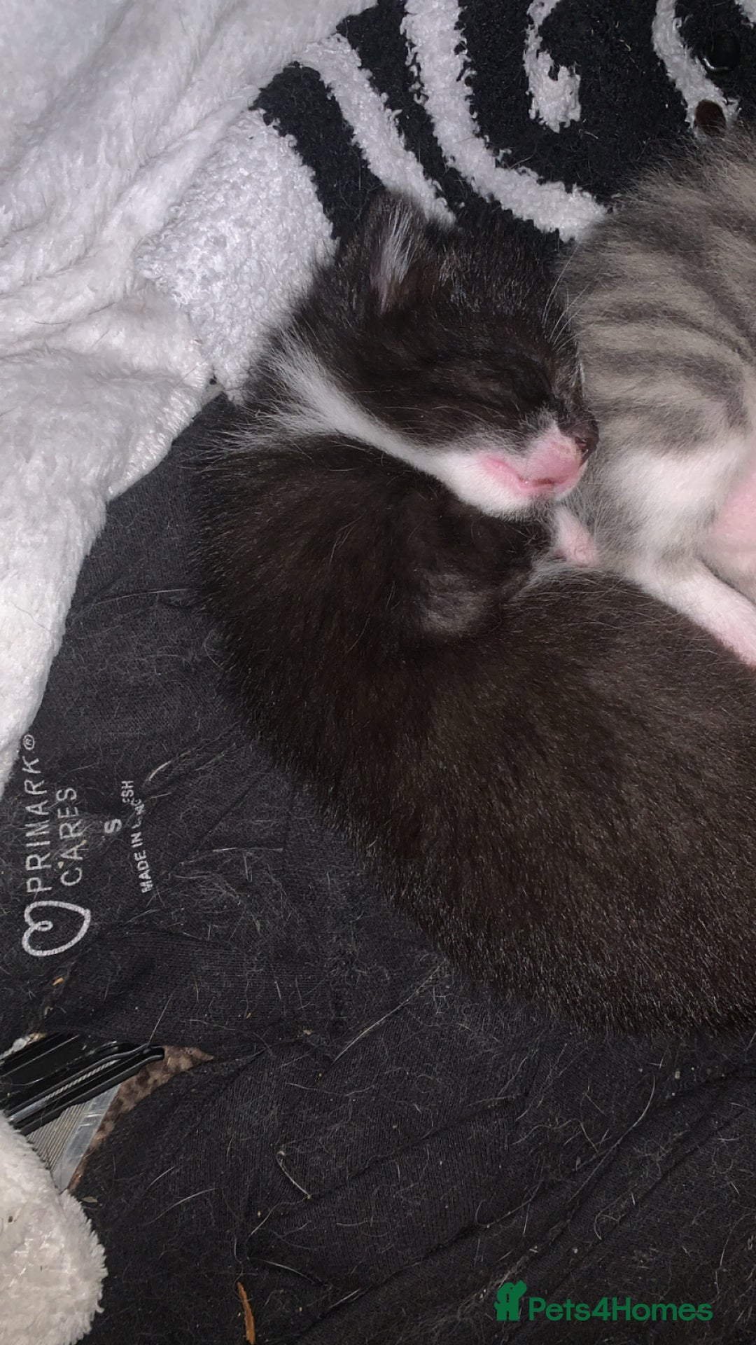 Mixed Breed cats for sale: Mixed breed kittens  - Image 8