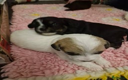 Mixed Breed dogs for sale: Stunning maltipoo x pug puppies  - Advert 5