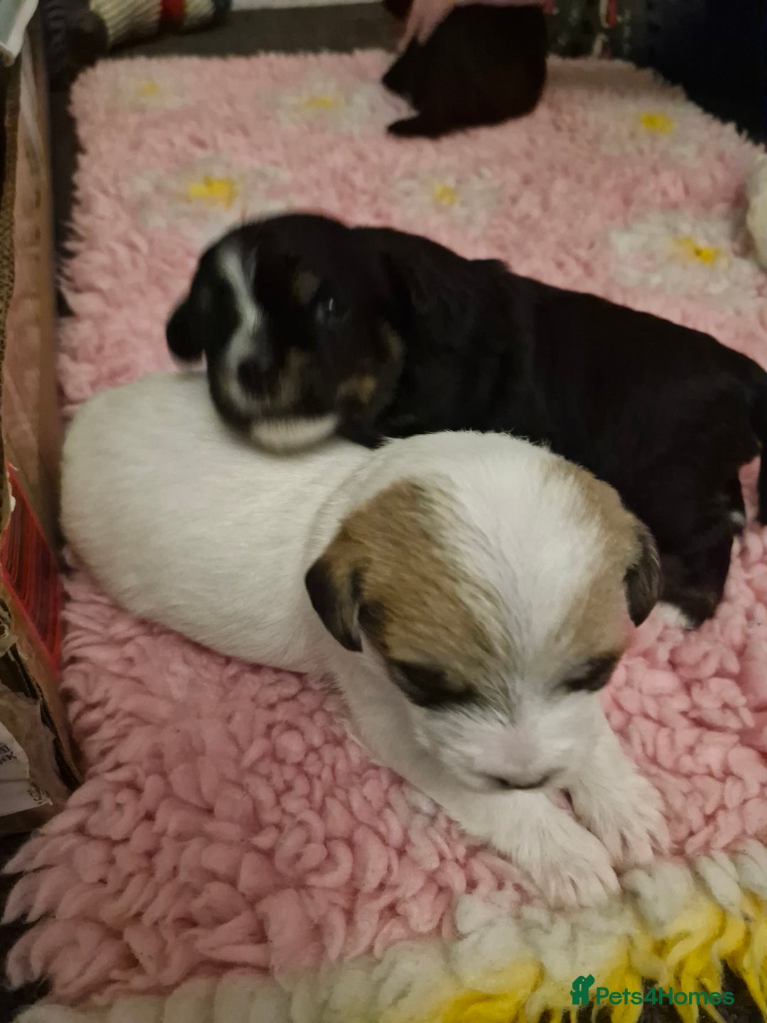 Mixed Breed dogs for sale: Stunning maltipoo x pug puppies  - Advert 5